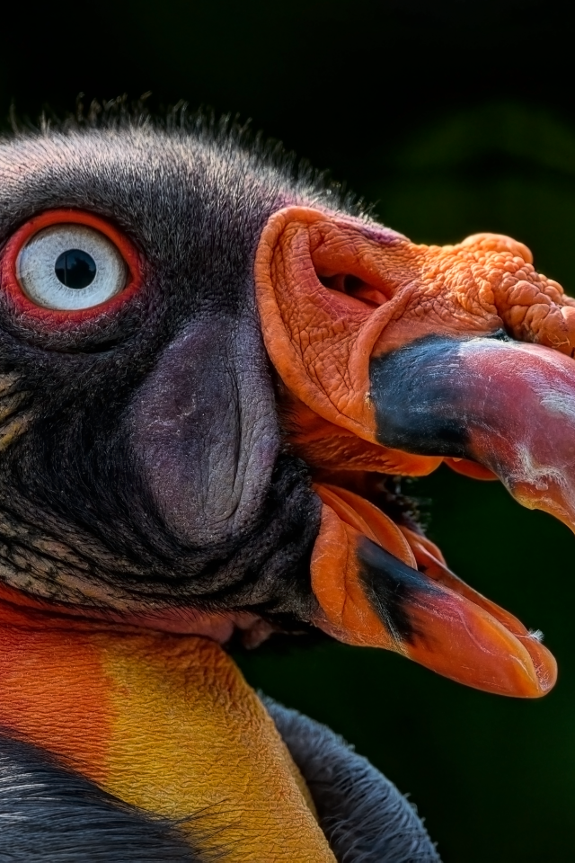 Голова грифа крупным планом