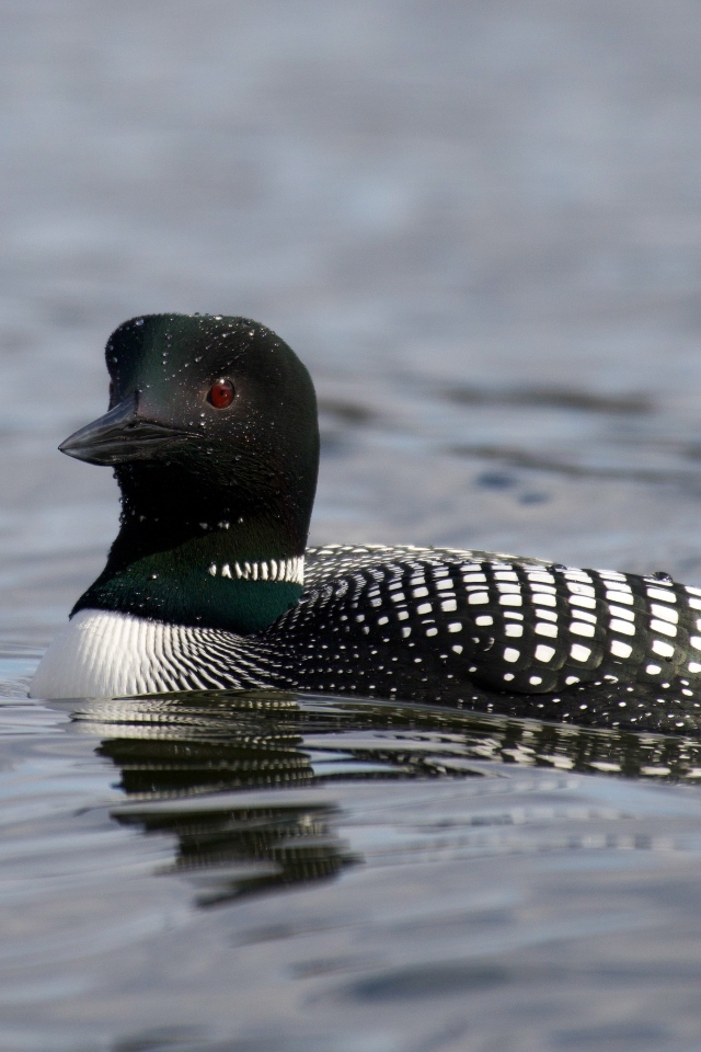 Водоплавающая птица гагара в воде