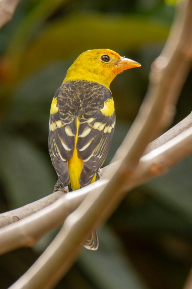 Птица западный танагер сидит на ветке