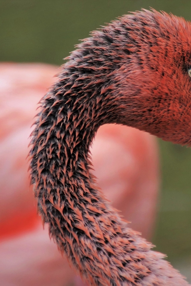 Мокрый розовый фламинго с большим клювом