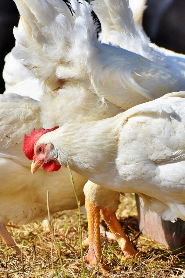 Белые домашние куры на ферме 