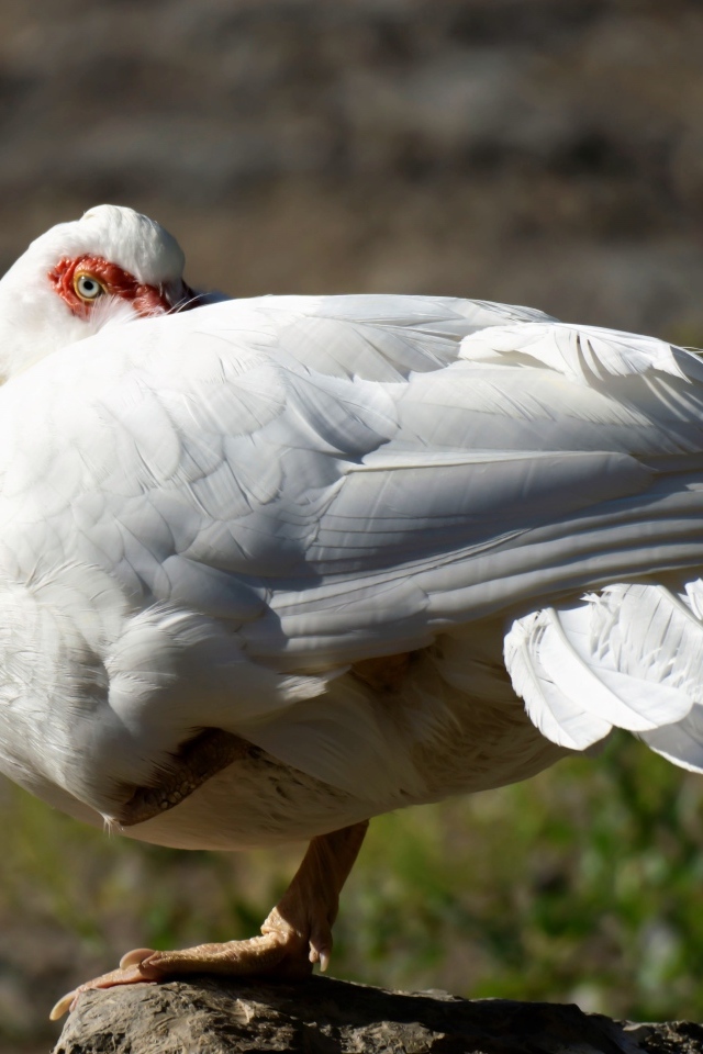 Белая утка греется на солнце