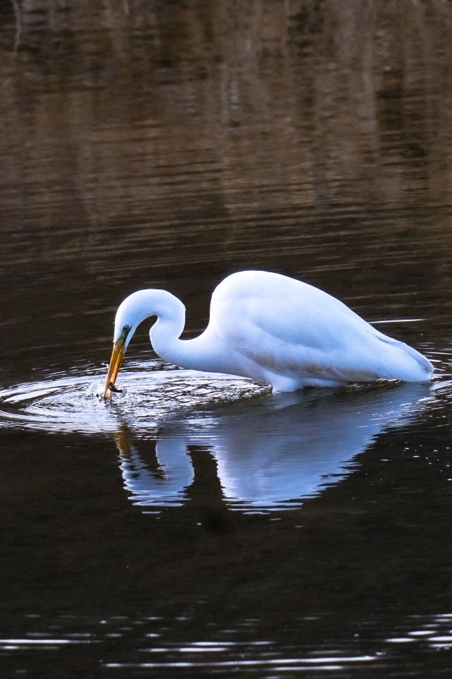 Белая цапля ловит рыбу в воде