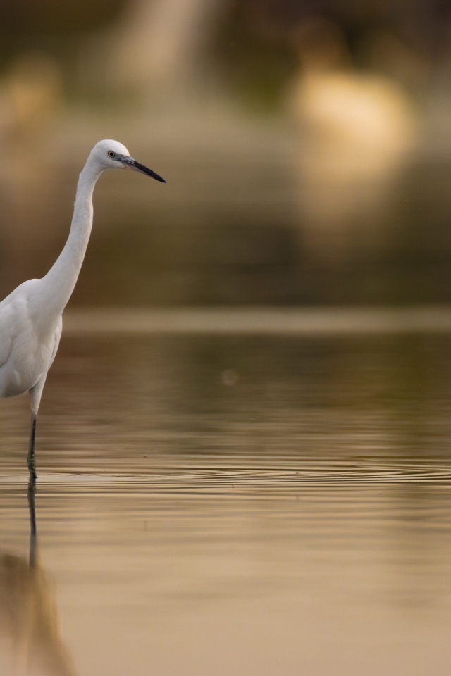 Белая цапля охотится в воде