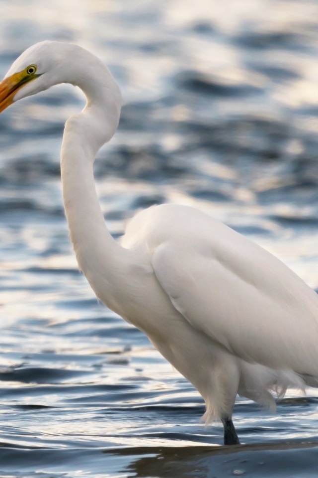 Белая цапля с рыбой в клюве в воде