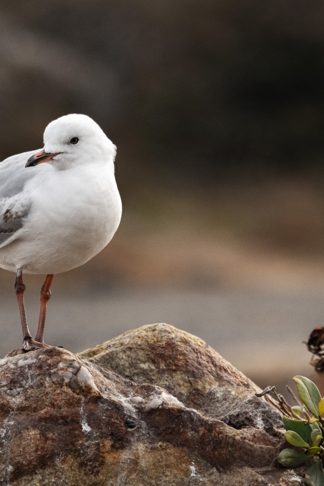 Белая маленькая чайка сидит на камне