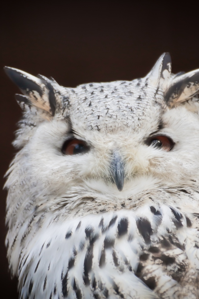 Белая сова с карими глазами на черном фоне