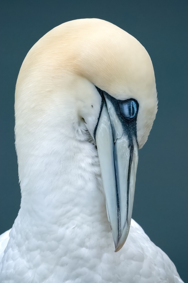 Белая чайка спит на сером фоне