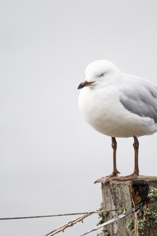 Белая чайка спит на столбе 