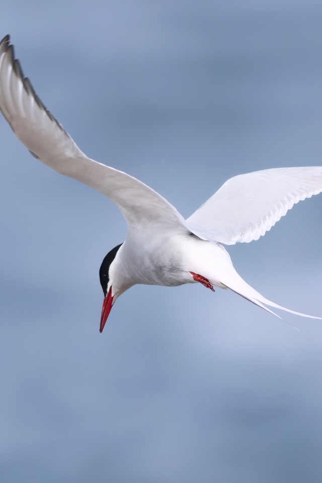 Белая чайка парит в голубом небе