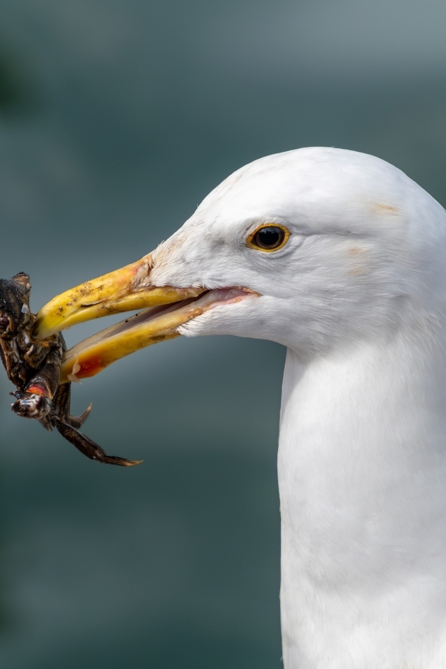 Белая чайка с добычей в клюве