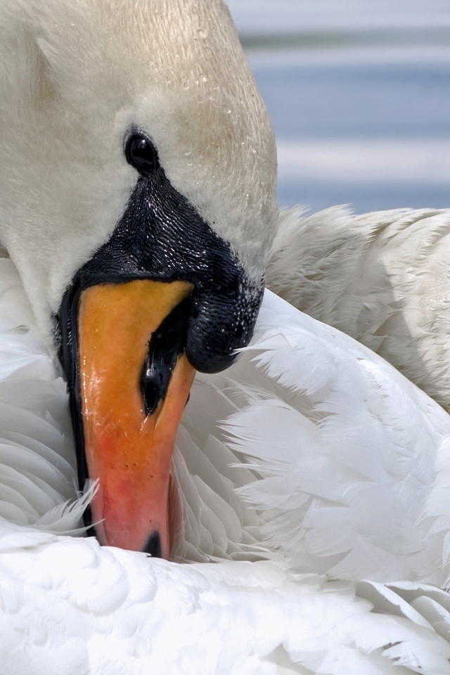 Белый лебедь прячет клюв в перья