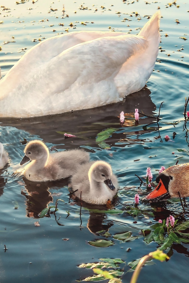 Белые лебеди с птенцами в воде