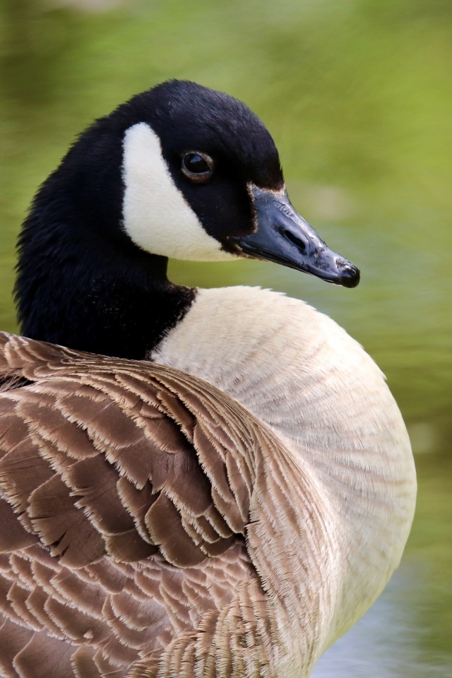 Дикий канадский гусь крупным планом