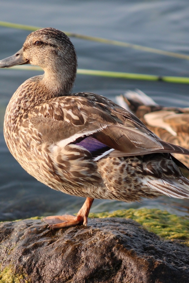Дикая утка стоит на камне у воды