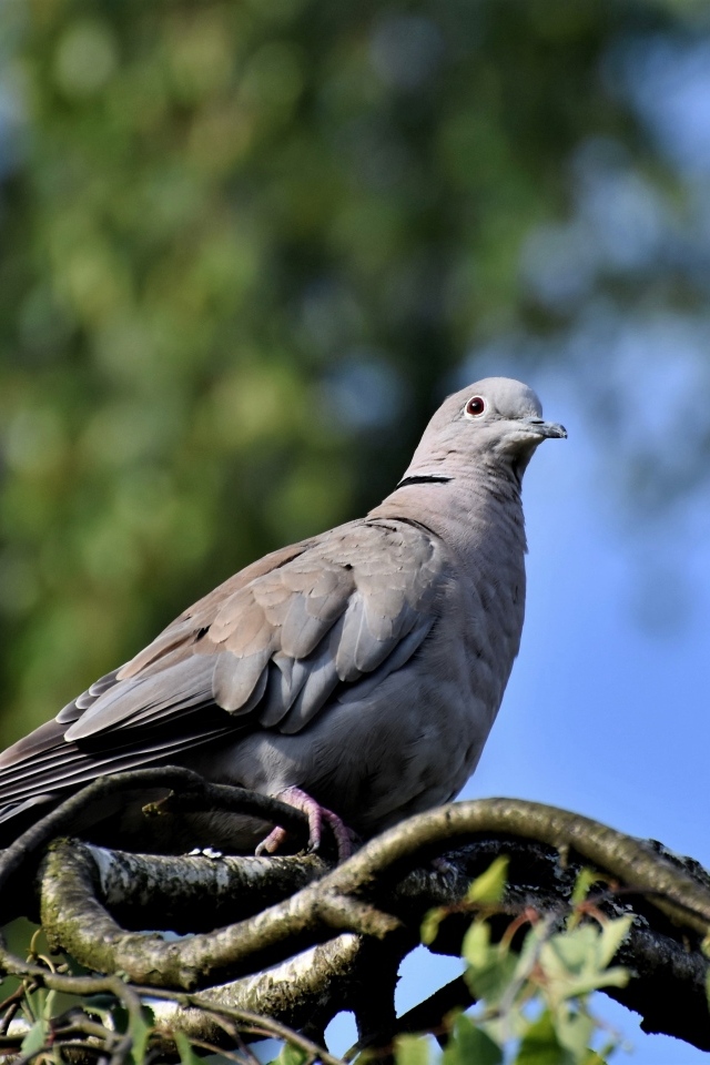 Дикий серый голубь сидит на ветке