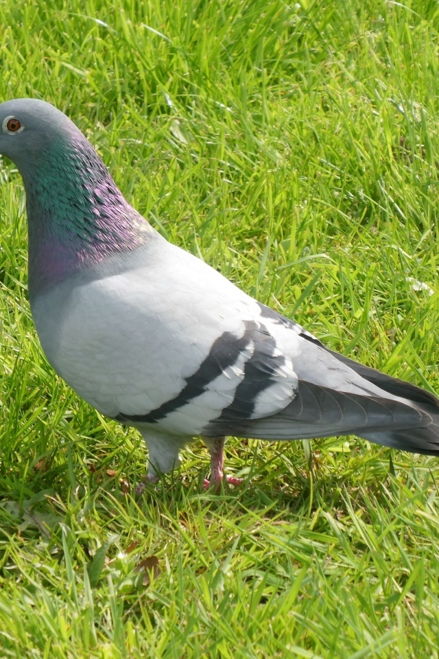 Дикий голубь стоит на зеленой траве