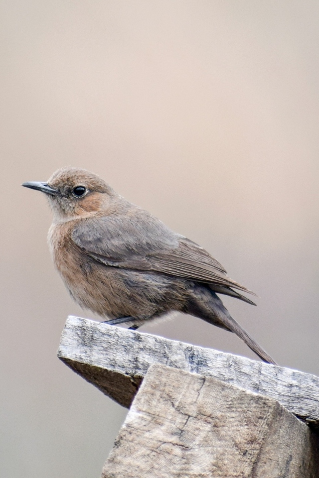 Птица крапивник сидит на  деревянной планке