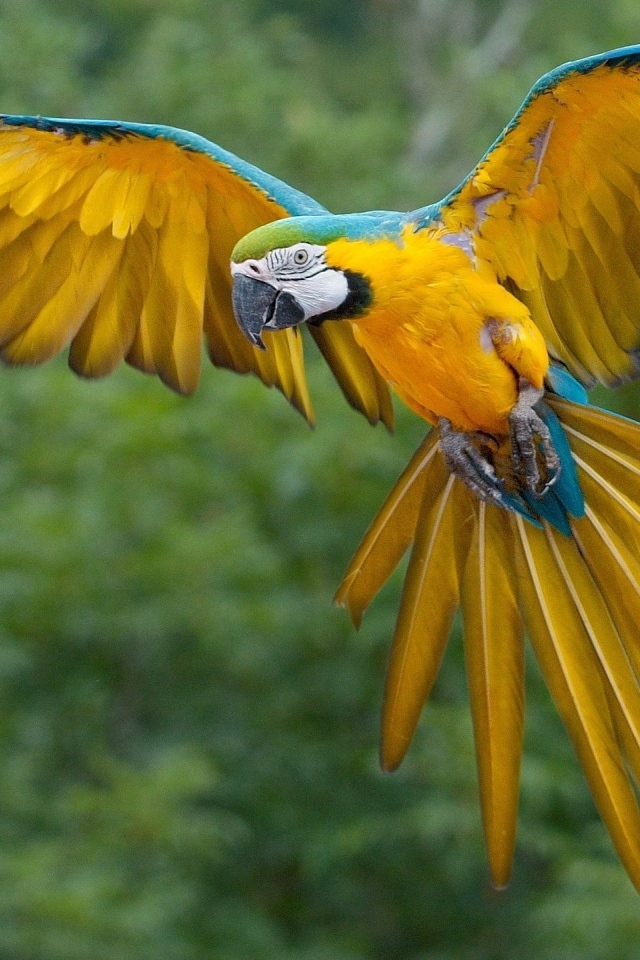 Желто-голубой попугай ара парит в воздухе
