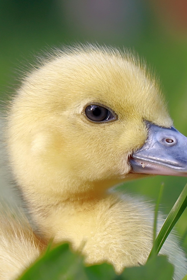 Желтый утенок в траве крупным планом