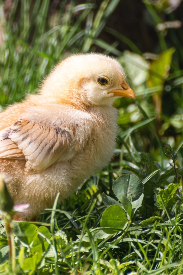 Желтый маленький цыпленок сидит в зеленой траве