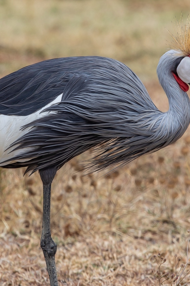 Красивый венценосный журавль