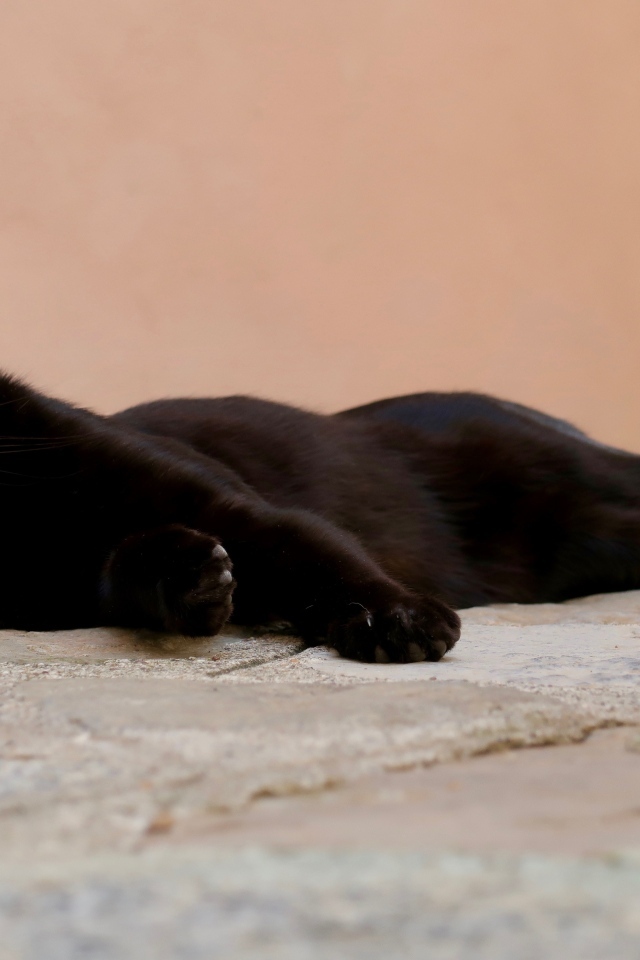 Черный кот с желтыми глазами лежит на дороге