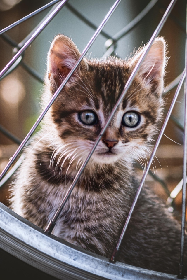 Серый маленький котенок прячется за колесом