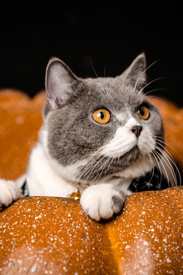 Породистый кот с желтыми глазами сидит в тыкве