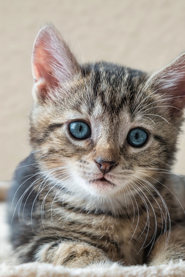 Маленький серый голубоглазый котенок лежит на лежанке
