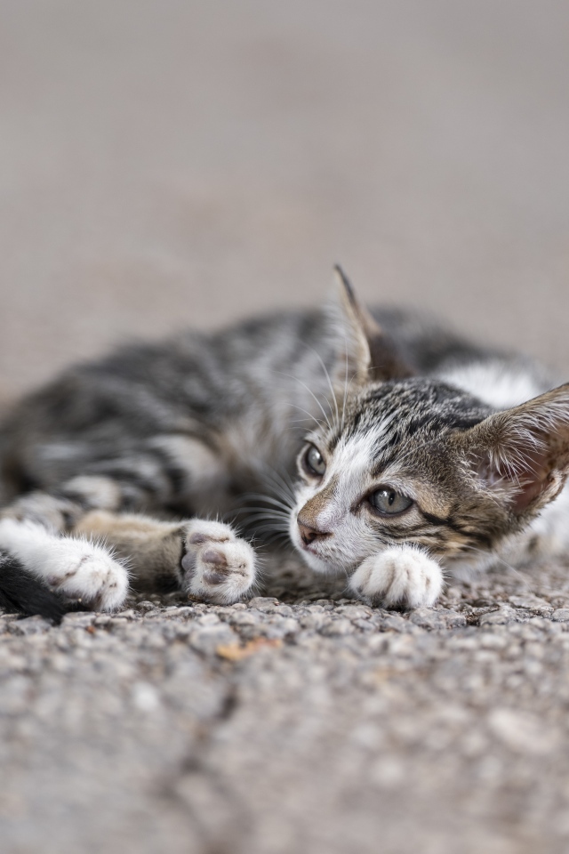 Маленький серый котенок лежит на асфальте
