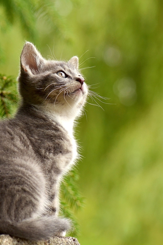 Маленький серый котенок сидит на пне у ели