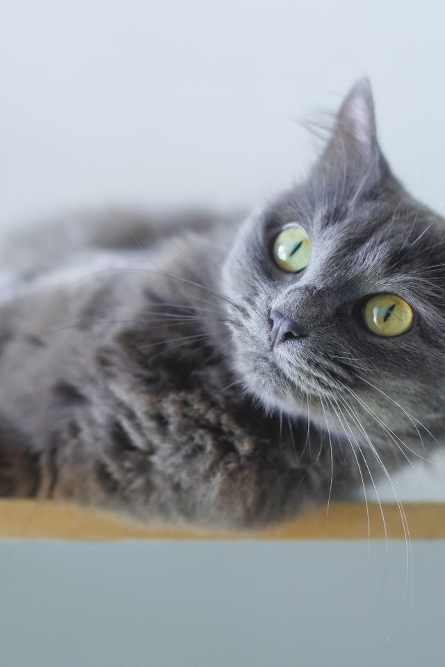 Красивый пепельный зеленоглазый кот