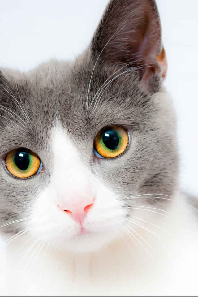 Красивый кот на белом фоне крупным планом