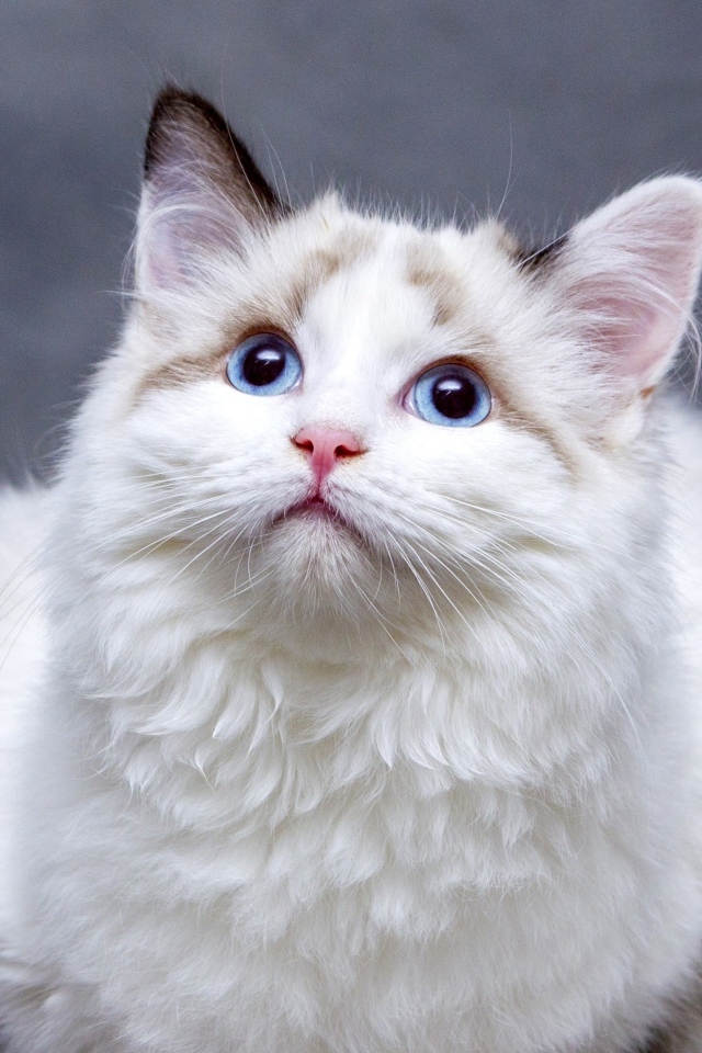 Красивая пушистая голубоглазая кошка 