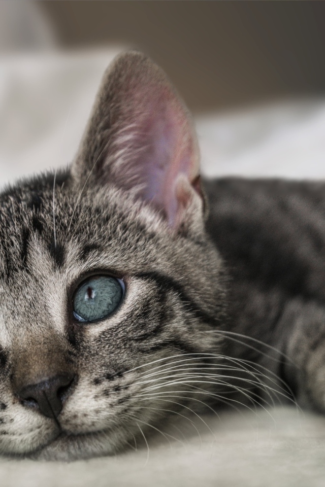 Красивый серый котенок лежит на кровати