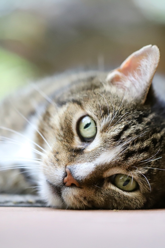 Красивый серый полосатый голубоглазый кот