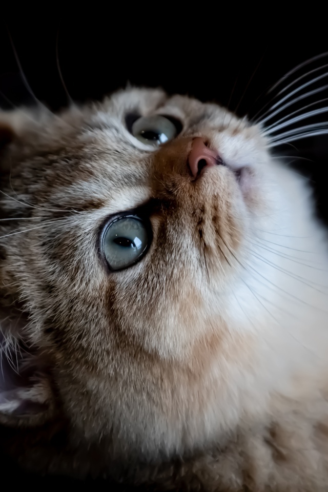 Красивая породистая кошка смотрит вверх