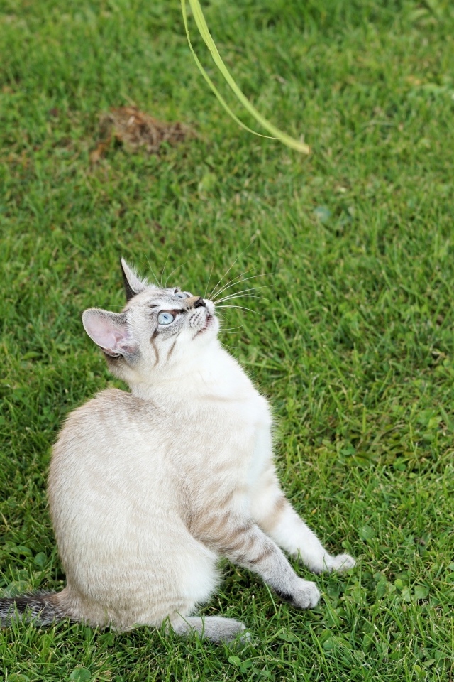 Красивая породистая кошка сидит на зеленой траве