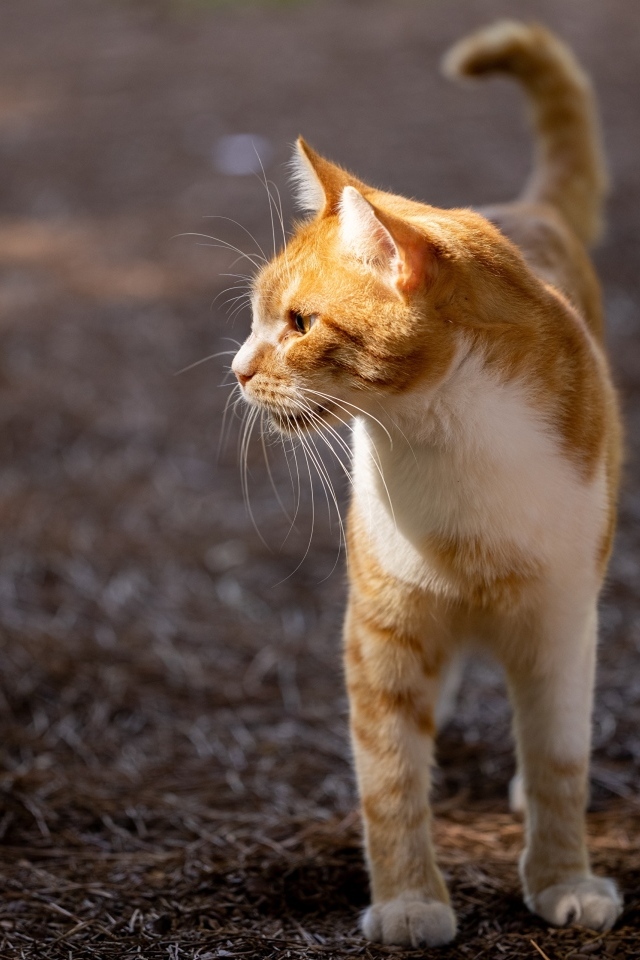 Красивый рыжий кот в лучах солнца