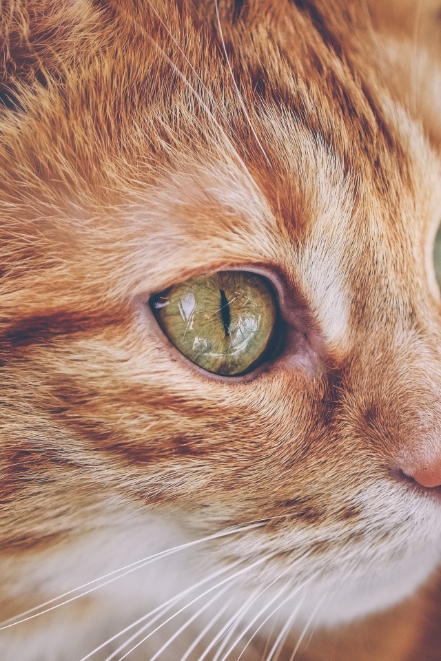 Красивый рыжий кот с большими зелеными глазами