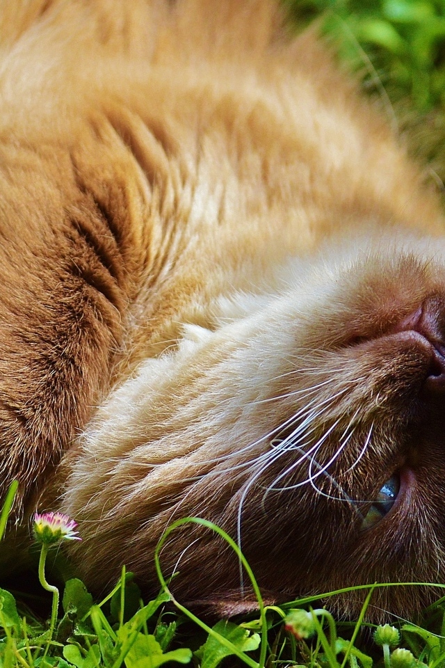 Красивый породистый кот с голубыми глазами отдыхает на траве