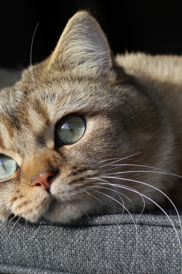 Красивый породистый зеленоглазый кот лежит на кровати