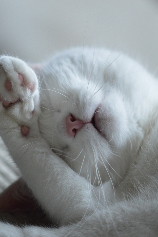 Красивый белый кот спит на кровати 