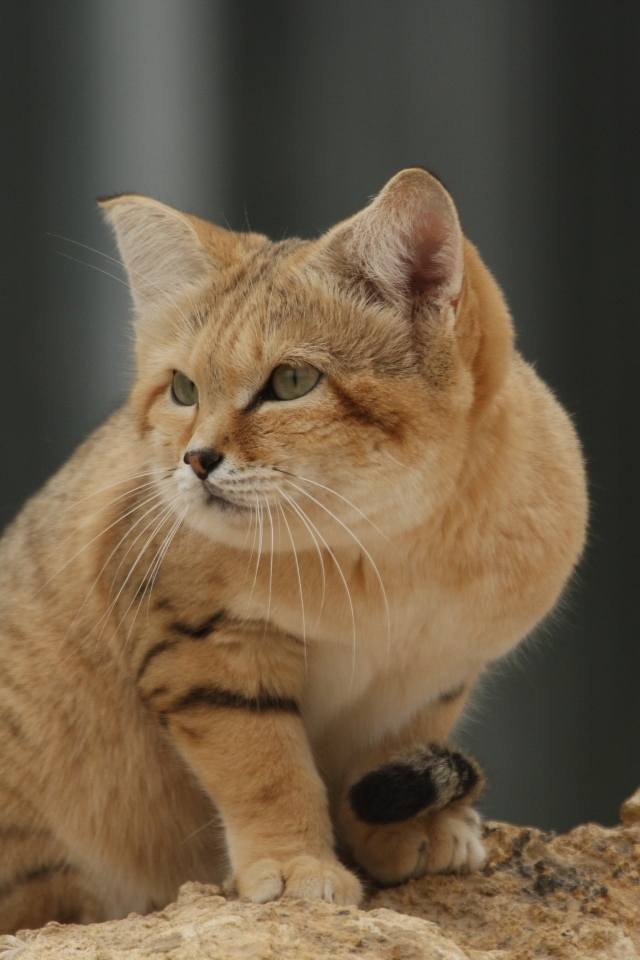 Красивый дикий барханный кот 