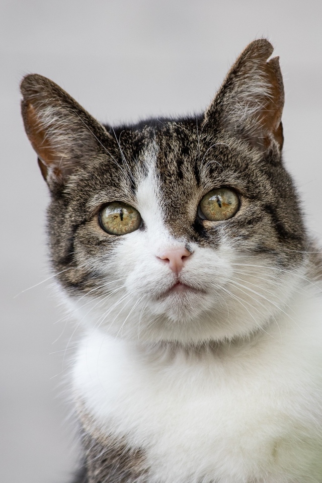 Красивый дворовой кот на сером фоне