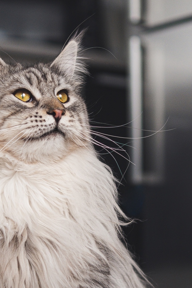 Большой красивый серый мейнкун 