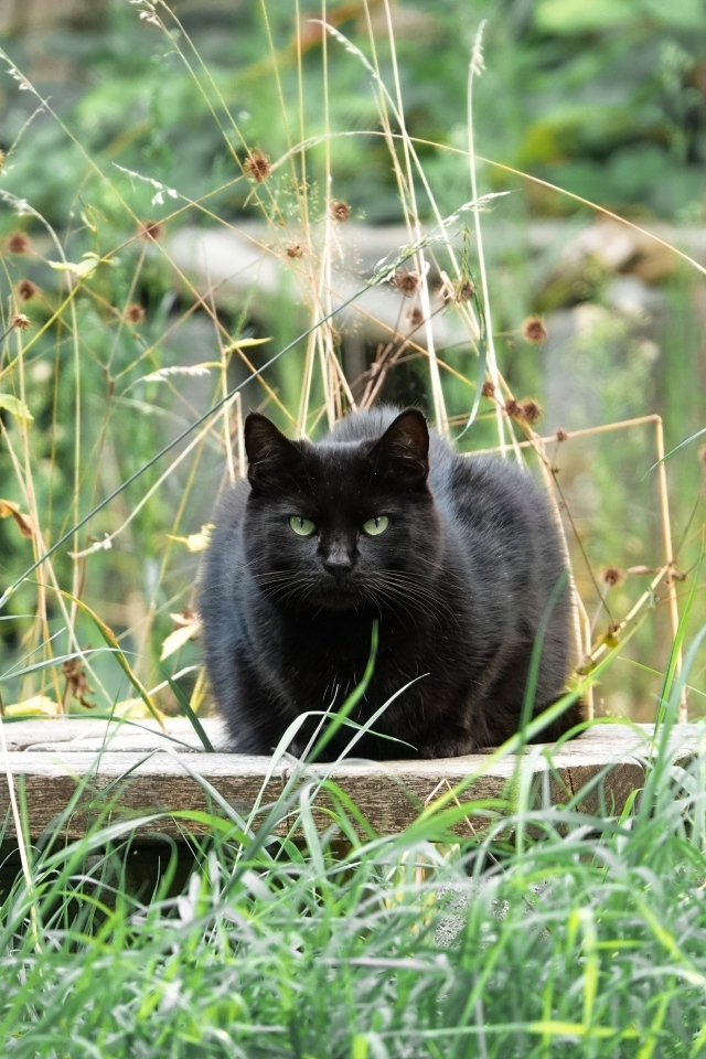 Большой черный кот сидит в зеленой траве