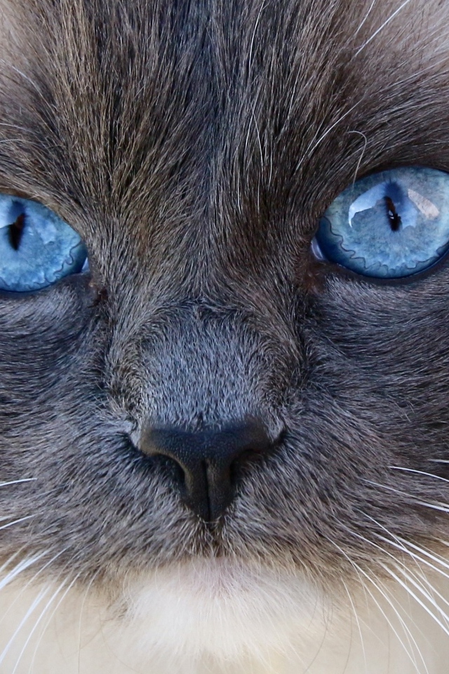 Большие голубые глаза породистой кошки крупным планом