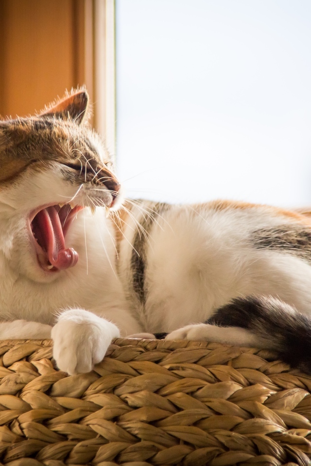 Большой домашний кот зевает у окна